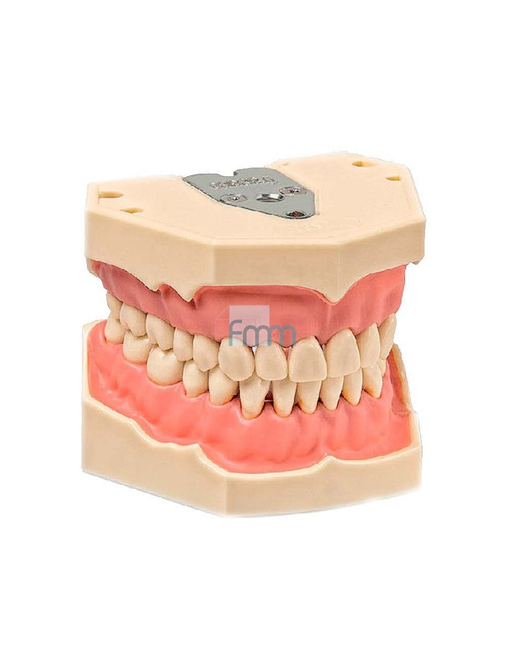 DENTOFORM MODELE HAUT & BAS INTERCUSPIDATION MAXIMALE STABLE 32 DENTS