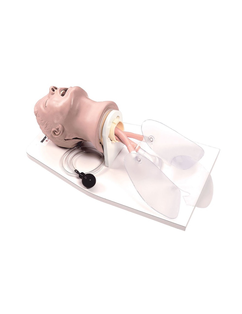 TETE D' INTUBATION ADULTE A/SUPPORT "AIRWAY LARRY" DE LIFE/FORM
