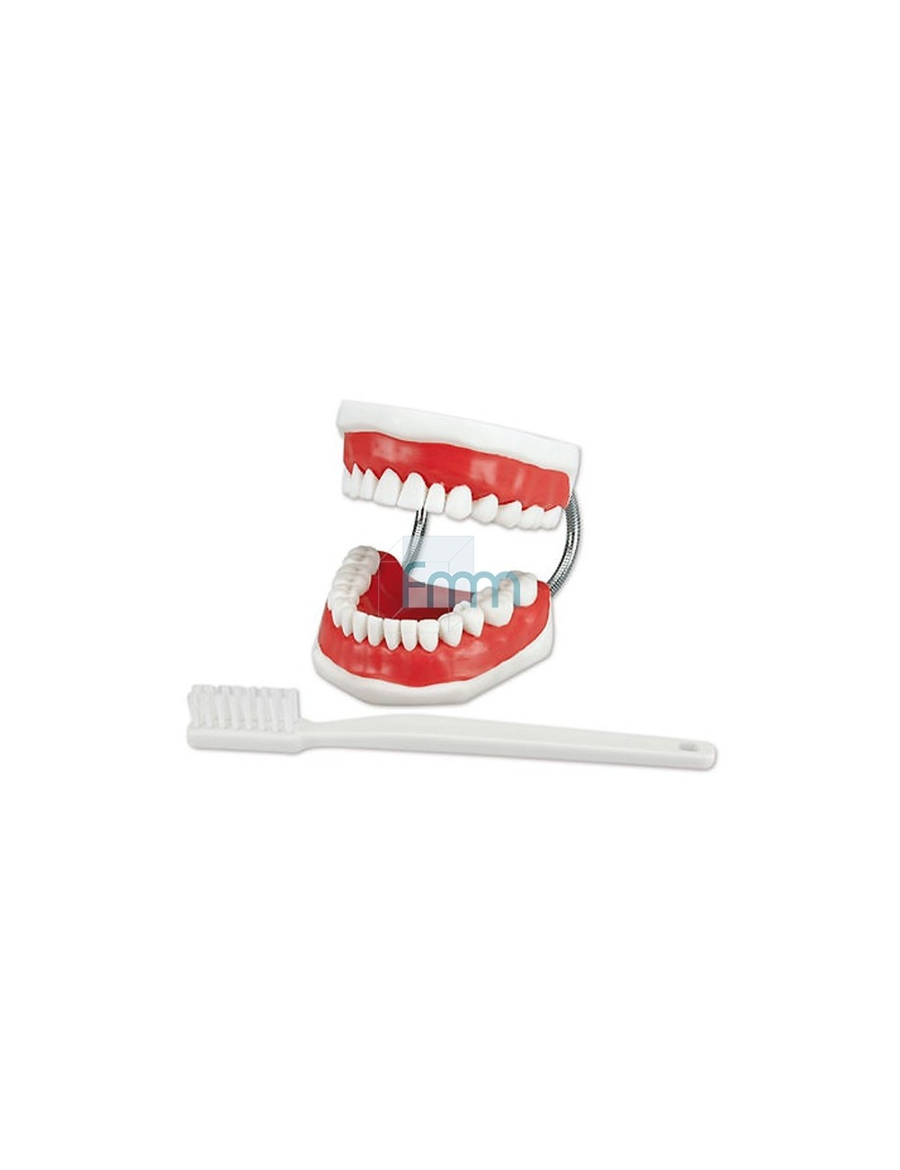 MODELE POUR PROPHYLAXIE MACHOIRE & BROSSE A DENTS