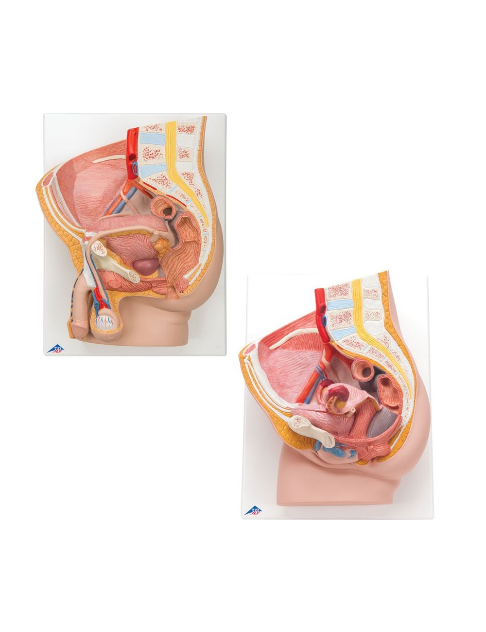 ENSEMBLES D'ANATOMIE BASSIN GENITAL MASCULIN ET FEMININ