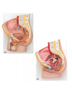 ENSEMBLES D'ANATOMIE BASSIN GENITAL MASCULIN ET FEMININ