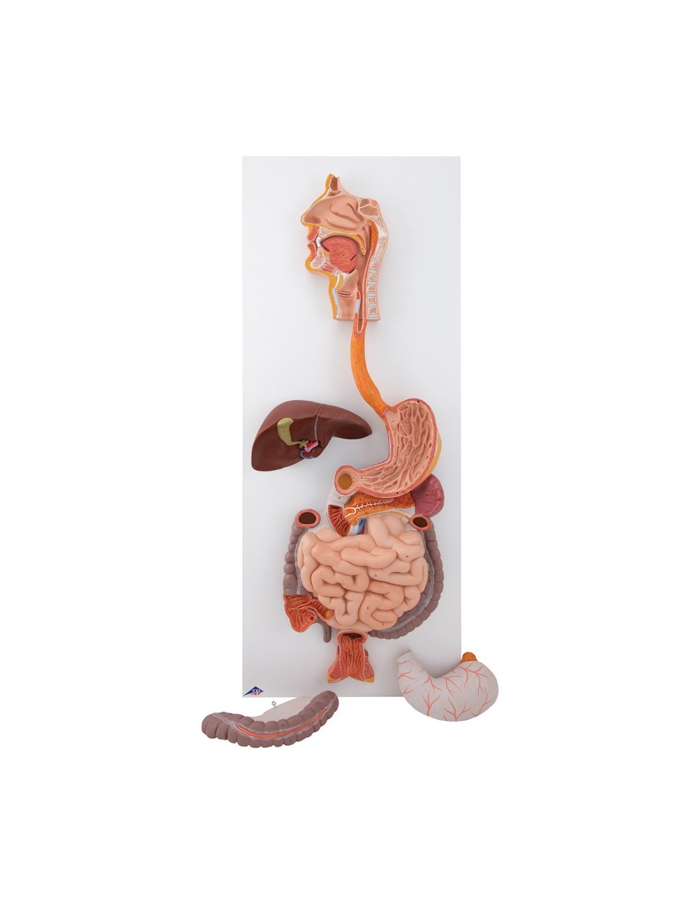 MANNEQUIN APPAREIL DIGESTIF COMPLET