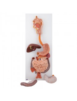 MANNEQUIN APPAREIL DIGESTIF COMPLET