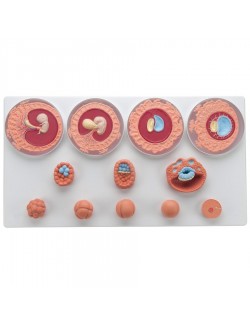 DÉVELOPPEMENT EMBRYONNAIRE EN 12 STADES