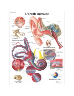 PLANCHE ANATOMIQUE DE L'OREILLE HUMAINE