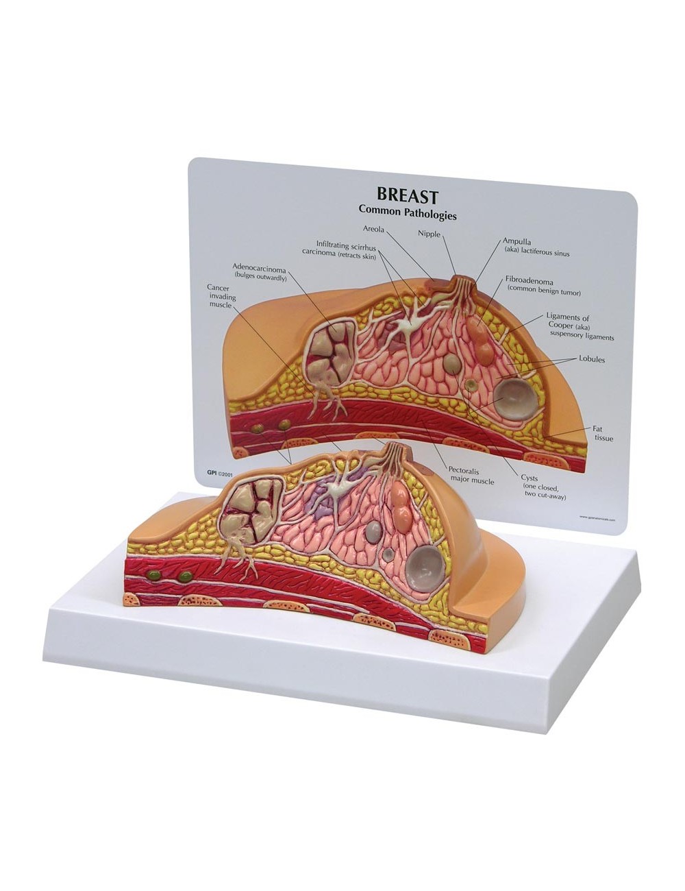 MODÈLE DE COUPE DE SEIN