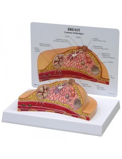 MODÈLE DE COUPE DE SEIN