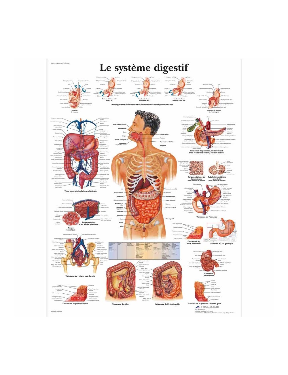 PLANCHE ANATOMIQUE DU SYSTÈME DIGESTIF