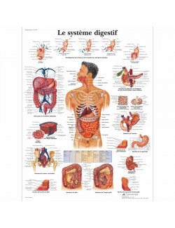 PLANCHE ANATOMIQUE DU SYSTÈME DIGESTIF