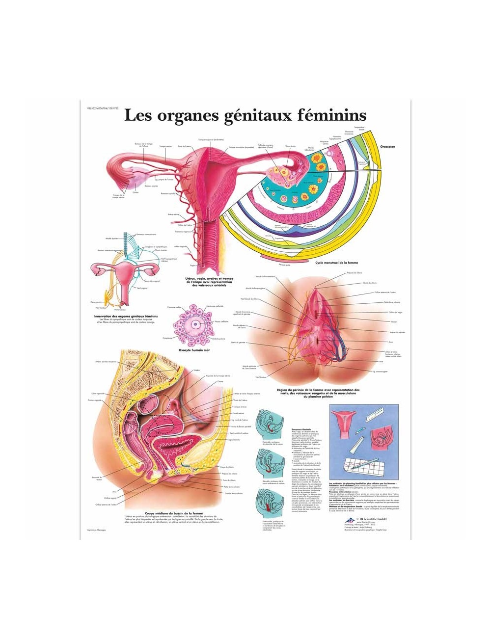 PLANCHE ANATOMIQUE DES ORGANES GENITAUX FEMININS