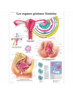 PLANCHE ANATOMIQUE DES ORGANES GENITAUX FEMININS