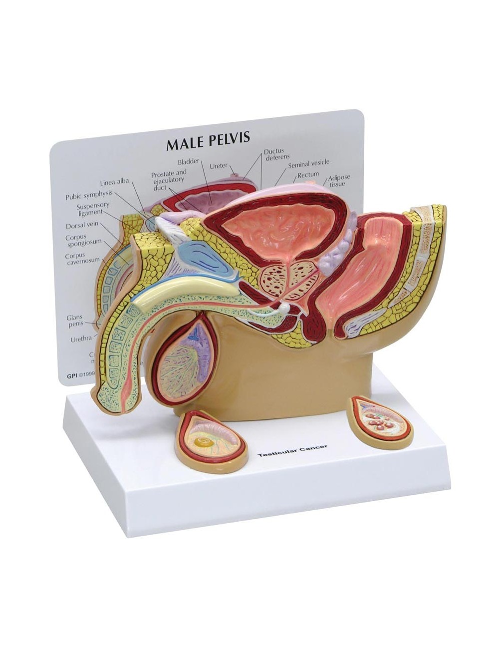 MODÈLE DE BASSIN MASCULIN AVEC TESTICULES