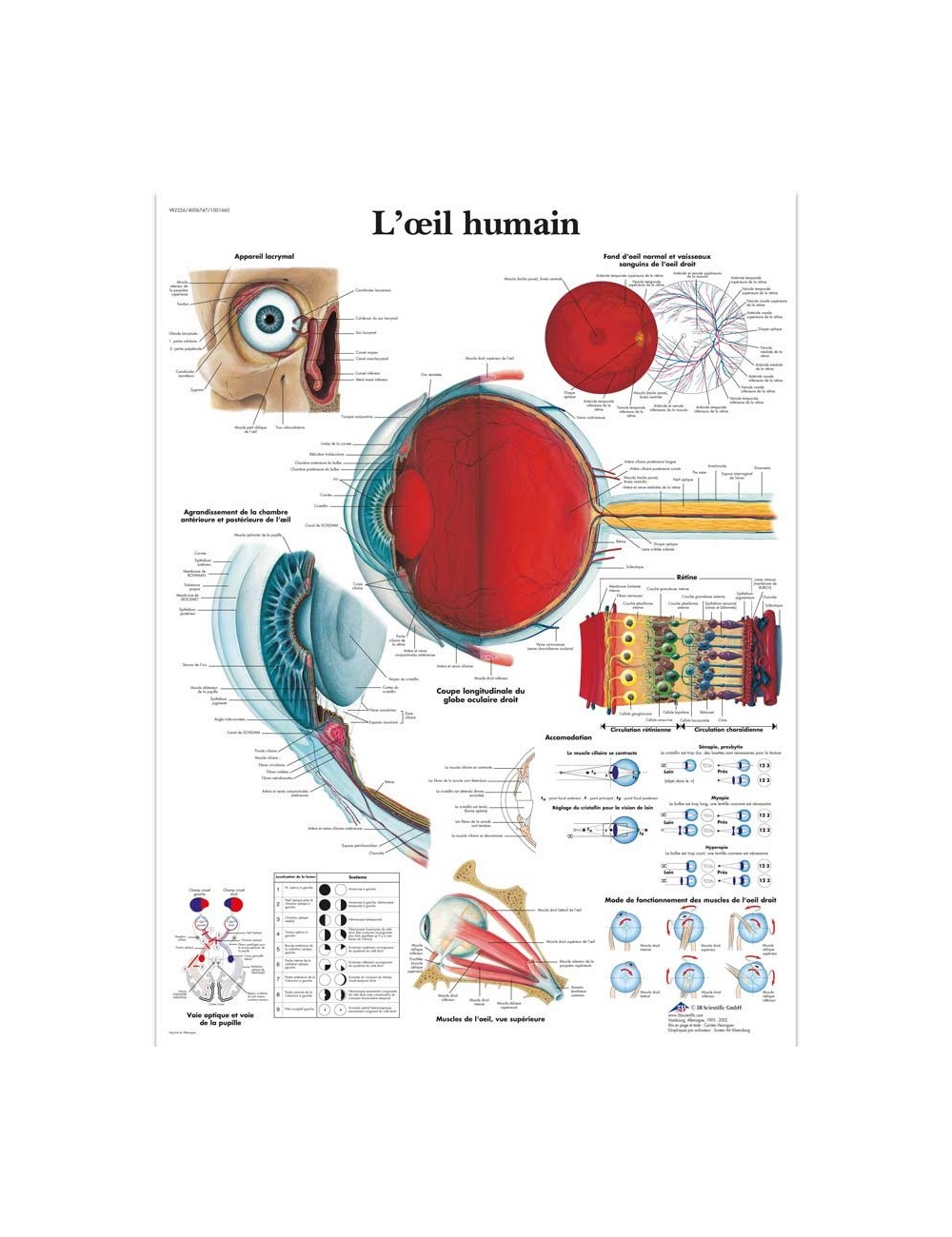 PLANCHE ANATOMIQUE DE L'OEIL