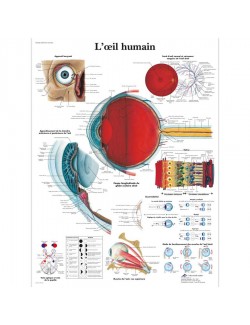 PLANCHE ANATOMIQUE DE L'OEIL