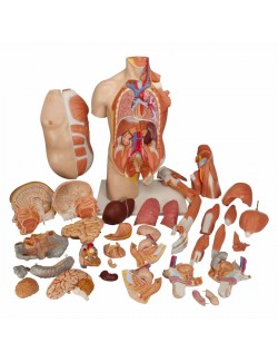 TORSE DE LUXE AVEC MUSCULATURE DU BRAS