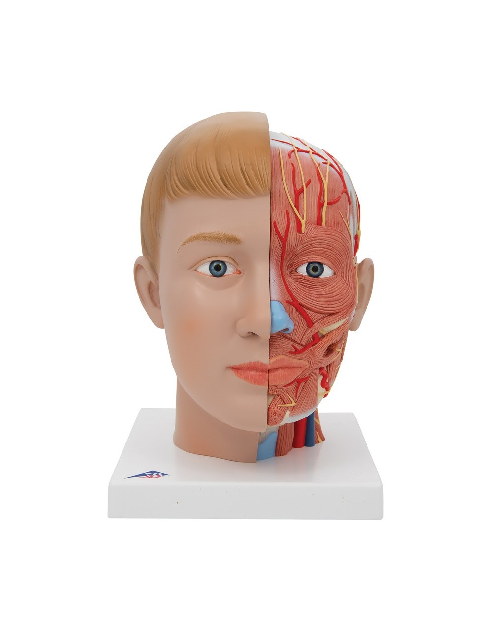 TETE ET COU EN 4 PARTIES SUR SOCLE