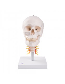 CRANE SUR COLONNE VERTEBRALE CERVICALE