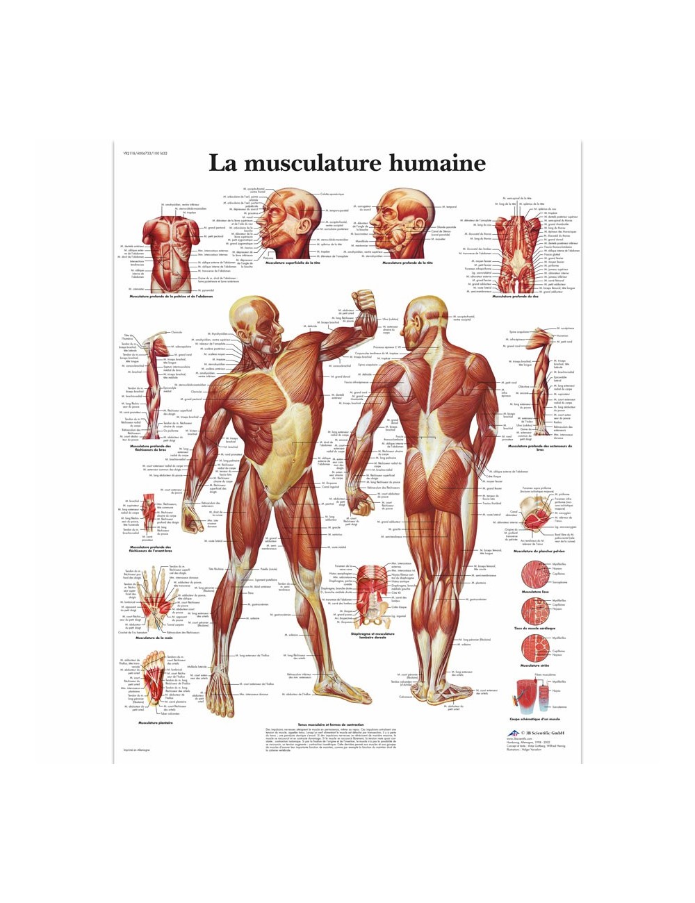 PLANCHE ANATOMIQUE MUSCULATURE HUMAINE