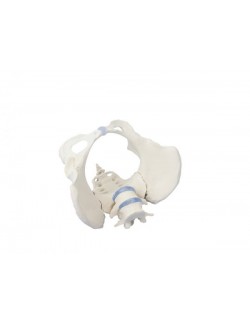 BASSIN DE FEMME AVEC SACRUM ET 2 VERTÈBRES LOMBAIRES