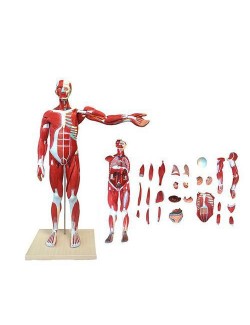 MODELE MUSCULAIRE HOMME-FEMME AVEC ORGANES INTERNES, EN 27 PIÈCES