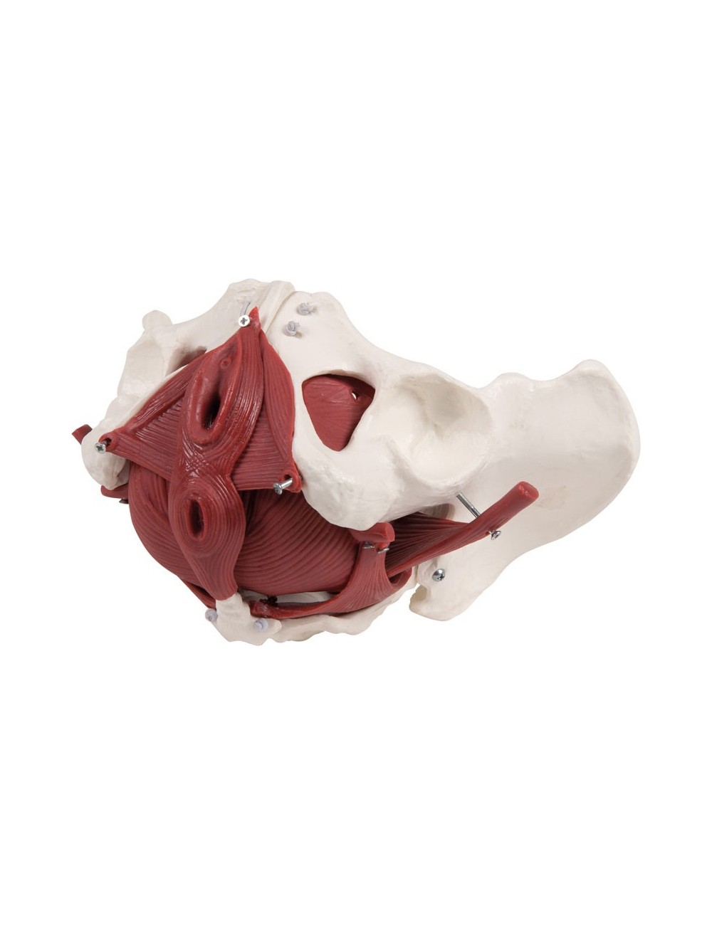 PLANCHER PELVIEN DE FEMME, 12 PIÈCES