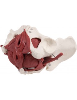 PLANCHER PELVIEN DE FEMME, 12 PIÈCES